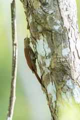 Lepidocolaptes souleyetii