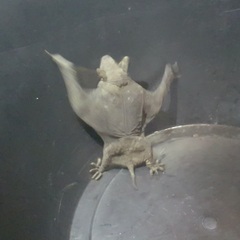 Cheiromeles torquatus