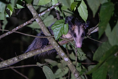 Didelphis