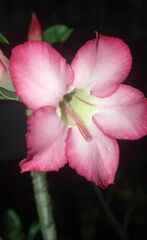 Adenium