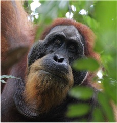 Pongo abelii