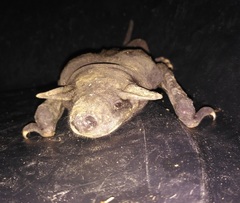 Cheiromeles torquatus