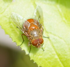 Calliphora ochracea