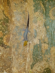 Gonatodes albogularis