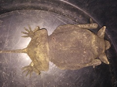 Cheiromeles torquatus