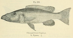 Malawi Barracuda photo 2