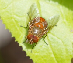 Calliphora ochracea