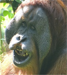 Pongo abelii