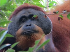 Pongo abelii