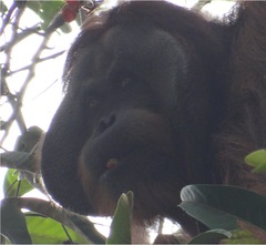 Pongo abelii
