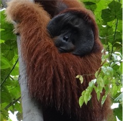 Pongo abelii