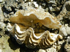 Tridacna