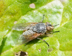 Calliphora hilli