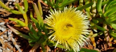 Carpobrotus edulis