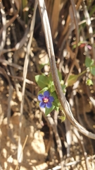 Lysimachia arvensis caerulea