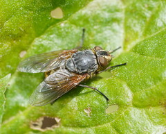 Calliphora hilli