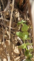 Lysimachia arvensis caerulea