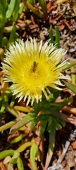 Carpobrotus edulis