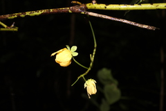 Cassia fistula