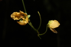 Cassia fistula