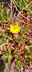 Carpobrotus edulis