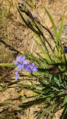Aristea africana