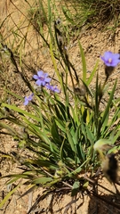 Aristea africana