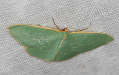 Chlorocoma melocrossa