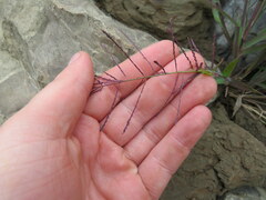 Leptochloa mucronata