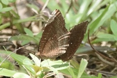 Elymnias hypermnestra