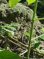 Cnemidophorus gaigei