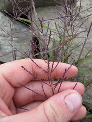 Leptochloa mucronata