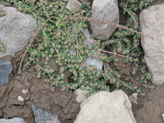 Euphorbia humistrata
