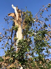 Phoradendron macrophyllum