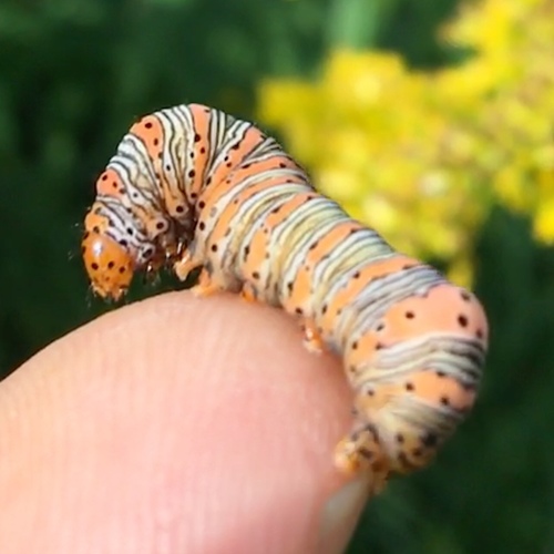 Beautiful Wood-nymph