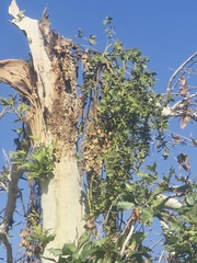 Phoradendron macrophyllum