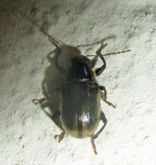 Eumolpinae