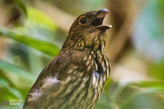 Scenopoeetes dentirostris