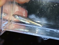 Notropis micropteryx