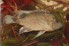 Rainbow Bream photo 3