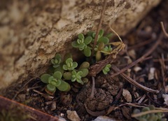 Sedum debile