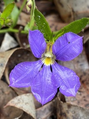 Scaevola calliptera