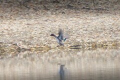 Anas crecca carolinensis