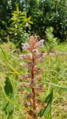 Orobanchaceae