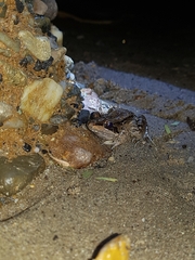 Leptodactylus insularum
