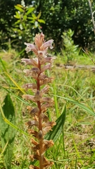 Orobanchaceae