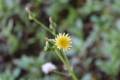 Taraxacum