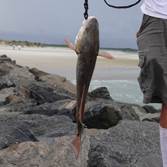 Sciaenops ocellatus
