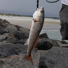 Sciaenops ocellatus