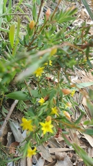 Gnidia juniperifolia